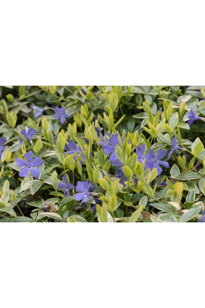 Барвінок малий Ауреоварієгата висота